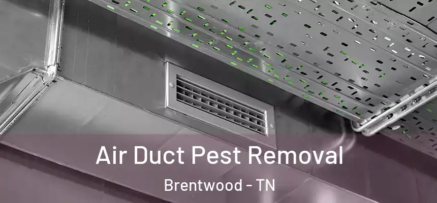 Air Duct Pest Removal Brentwood - TN