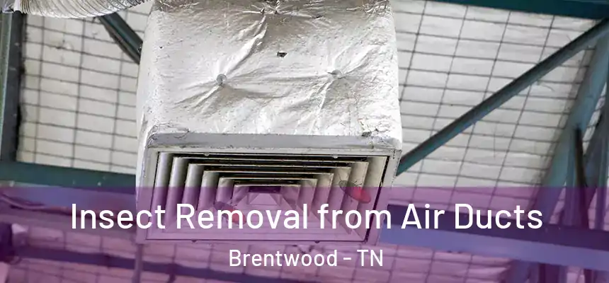 Insect Removal from Air Ducts Brentwood - TN