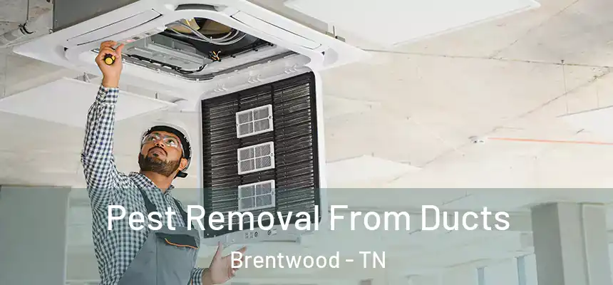 Pest Removal From Ducts Brentwood - TN